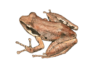 Blomersia transmarina
