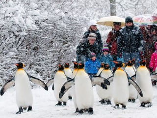 Pinguinparade im Zoo Zürich