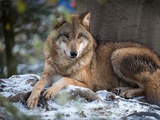 Mongolischer Wolf im Zoo Zürich