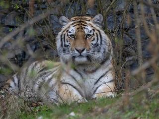 Amurtiger-Weibchen Zeya in Panthera im Zoo Zürich, März 2025.