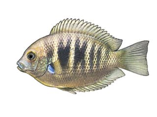 Illustration Canara pearlspot
