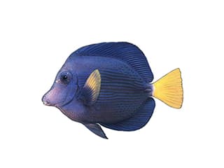 Illustration Blauer Segelflossen-Doktorfisch