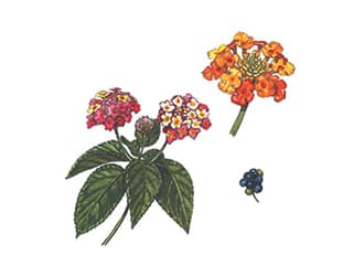 Illustration Wandelröschen
