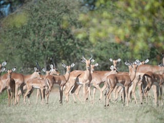 Impalas im Lewa Wildlife Conservancy in Kenia.