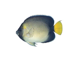 Indischer Rauchglas-Kaiserfisch