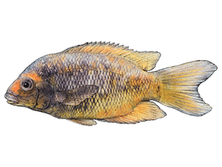 Illustration Kotsovato-Buntbarsch