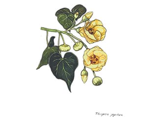Illustration Pappelblättriger Eibisch