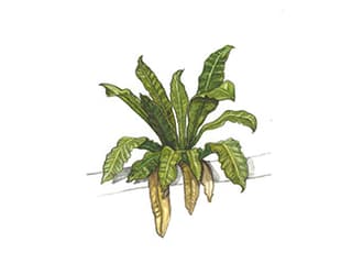 Illustration Vogelnestfarn