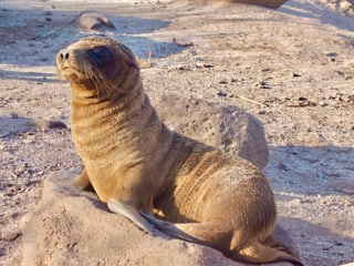 Seelöwe