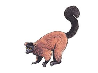 Illustration Red Ruffed Lemur