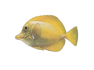 Illustration Zitronenflossen-Doktorfisch