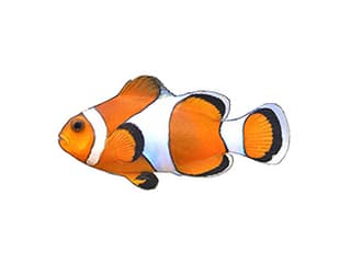 Illustration Dreibinden-Anemonenfisch / Clownfisch