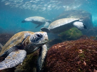 Grüne Meeresschildkröten an ihrem Futterplatz ã Joshua Vela, CDF 