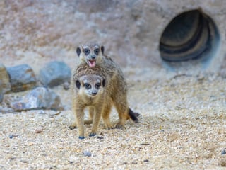 Erdmännchen in der Lewa Savanne des Zoo Zürich.