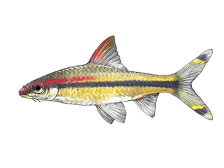 Denison barb