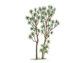 Illustration Gerandeter Drachenbaum