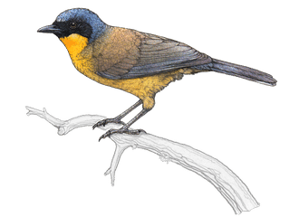 Illustration of a Blue-crowned Laughingthrush