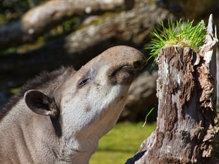 Flachlandtapir im Pantanal des Zoo Zürich.