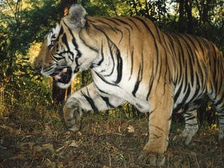 Tiger in Thailand 
