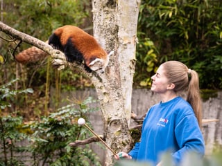 Tierpflegerin mit Rotem Panda im Zoo Zürich