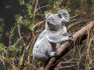 Koala Téa in der Australienanlage des Zoo Zürich.