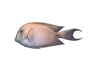 Illustration :  Poisson-chirurgien strié