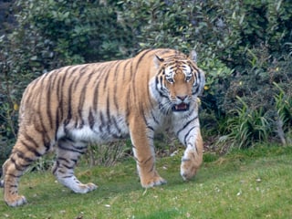 Amurtiger im Zoo Zürich, März 2025.