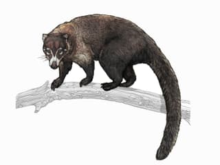 Illustration Weissrüssel-Nasenbär