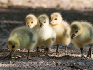 Junge Streifengänse im Zoo Zürich.