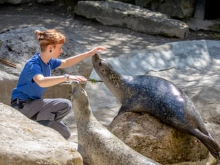 Tierpflegerin mit Seehunden im Zoo Zürich