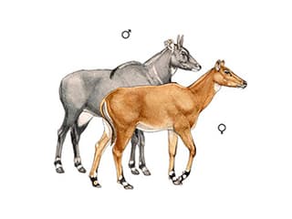 Illustration Nilgauantilope
