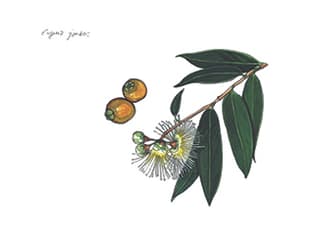 Illustration Rosenapfel