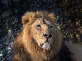 Indischer Löwe Radja im Zoo Zürich.