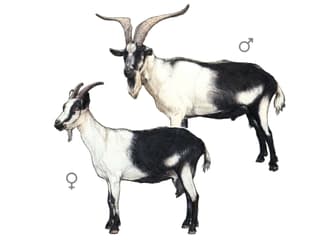 Illustration Pfauenziege