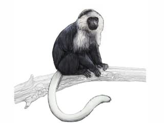 Illustration Bärenstummelaffe