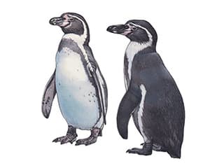 Illustration Humboldt penguin