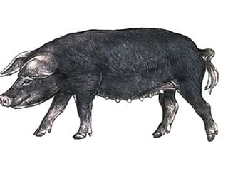Illustration Schwarzes Alpenschwein