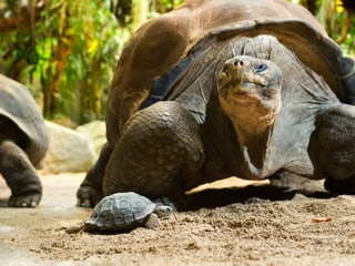 Galapagos Riesenschildkröte im Zoo Zürich