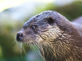 Europäischer Fischotter im Zoo Zürich