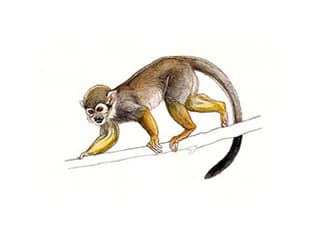 Illustration Bolivianischer Totenkopfaffe