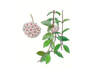 Porzellanblume