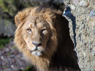 Indischer Löwe im Zoo Zürich