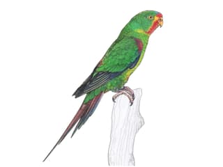 Illustration Schwalbensittich