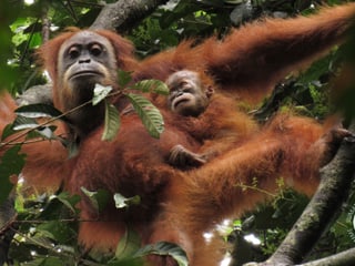 Die wiederausgewilderte Orang-Utan-Dame «Marconi» und ihr Sohn «Masen» in Jantho, Sumatra.