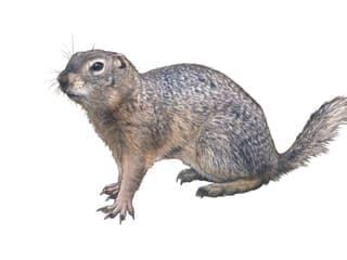 Illustration Europäischer Ziesel