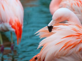 Chile-Flamingos im Zoo Zürich.