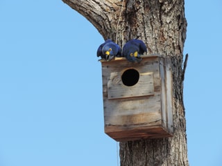 Instituto Arara Azul; in cooperation with WCS Brazil; Hyacinth Macaw pair on nest box.
