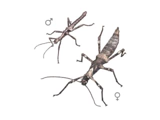 Illustration Sungaya-Gespenstschrecke