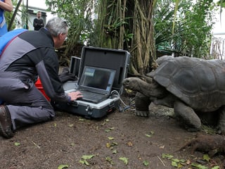 Röntgenuntersuchung des Stimmapparats einer Aldabra-Riesenschildkröte im Masoala Regenwald des Zoo Zürich im Rahmen einer Forschung der Universität Zürich.