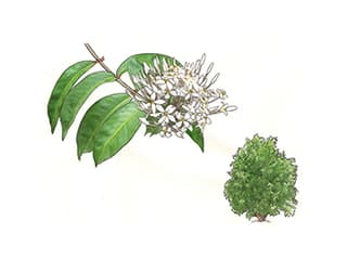 Illustration Ixora